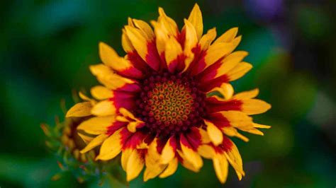 Arizona Sun Blanket Flower How To Grow And Care