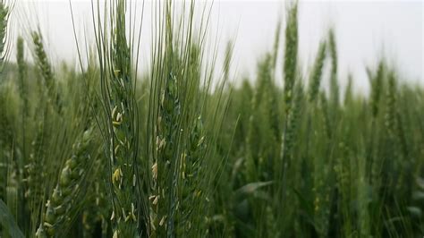 Making Wheat A Modern Crop Limagrain Looks At Opportunities In