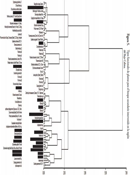 Grupos Funcionales De Árboles En Bosques Secundarios De La RegiÓn Bajo Calima Buenaventura