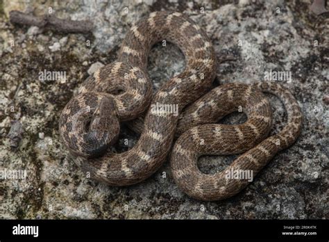 California Night Snake Hi Res Stock Photography And Images Alamy