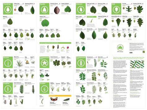 Free Printable Tree Leaf Identification Charts Pdf Infographic