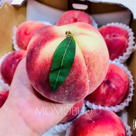 Japanese Misato White Peach X Large Momobud