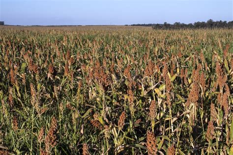 Red Mature Sorghum Plant On Field Stock Image Image Of Grow Growth
