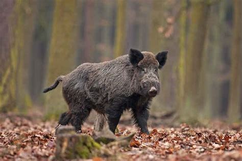 Pig-hunting dogs and humans are at risk of a disease that can cause ...