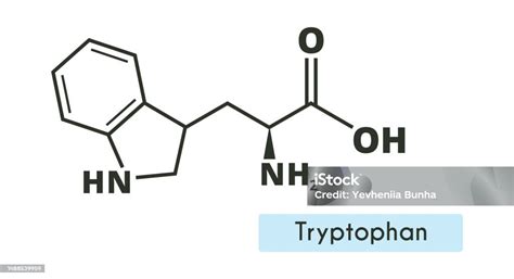 Tryptophan Molecule Structure Stock Illustration - Download Image Now ...