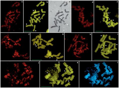 Fish And Differential Staining On Metaphase Chromosomes Of Hordeum