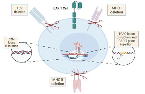 The Rise Of Chimeric Antigen Receptor T Cell Therapy And The Path