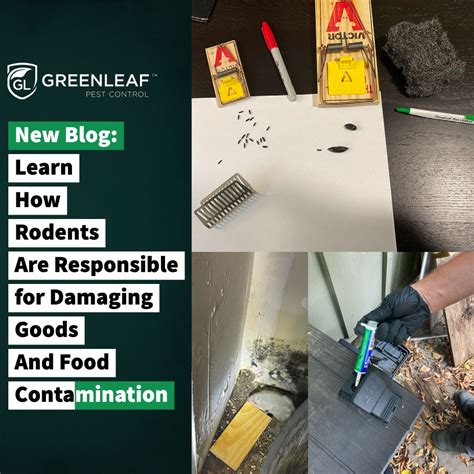 Simple Rat Mice Elimination Tips | GreenLeaf Pest Control