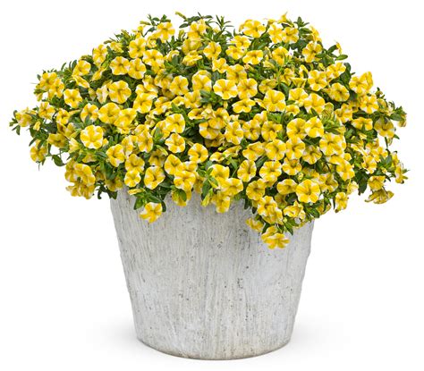 Proven Winners® Calibrachoa Superbells Proven Winners Direct