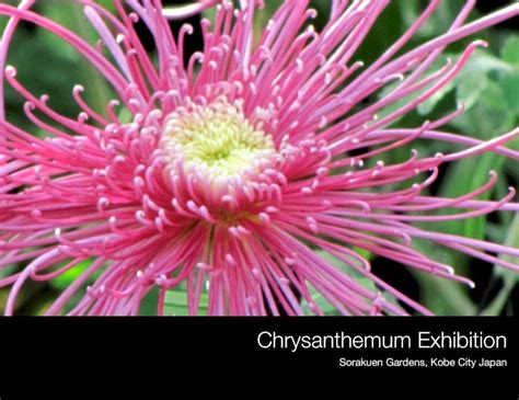 Pdf Chrysanthemum Exhibition Pdfslide Net