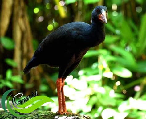 Mandar Gendang Burung Endemik Maluku Utara Itu Kian Terancam Punah