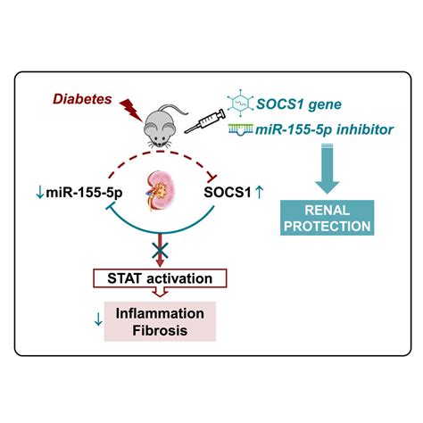 A Mutual Regulatory Loop Between MiR 155 And SOCS1 Influences Renal