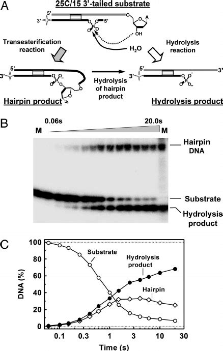 DNA hairpin formation. ( A ) A scheme for the transesterification and ... 