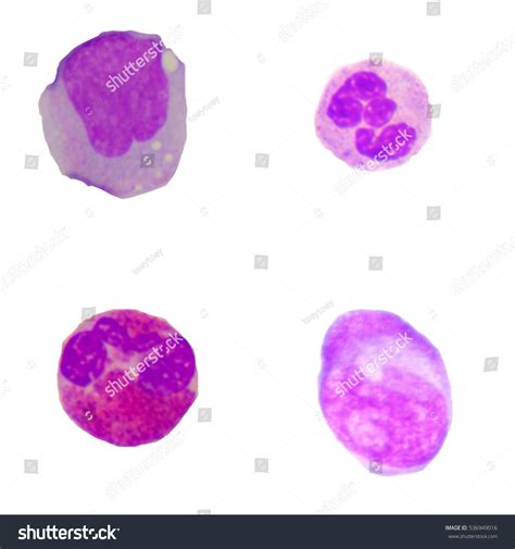 White Blood Cells Human Neutrophil On Stock Photo 536949016 | Shutterstock 