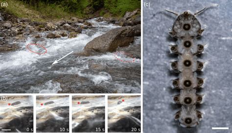 Advanced imaging reveals suction secrets of midge larvae – Physics World