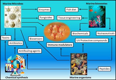 Marine Drugs Free Full Text Immense Essence Of Excellence Marine