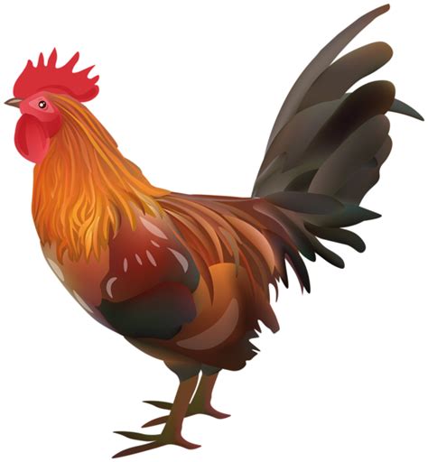 Hen Png