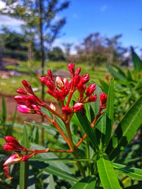 Premium Photo Nerium Oleander