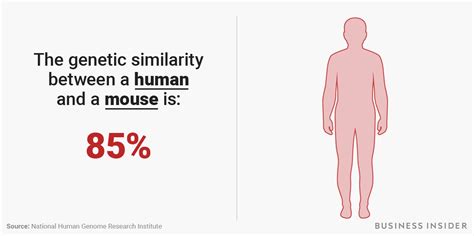 Comparing Genetic Similarity Between Humans Chimpanzees Cats Banana Business Insider