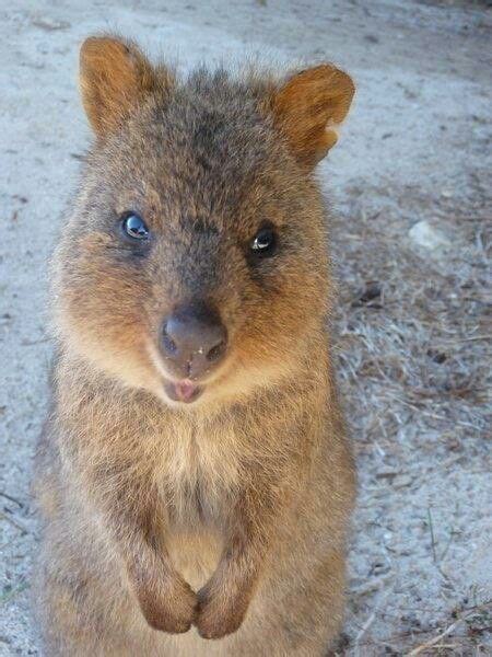 Sad Quokka