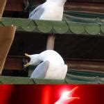 Inhaling seagull Meme Generator - Imgflip