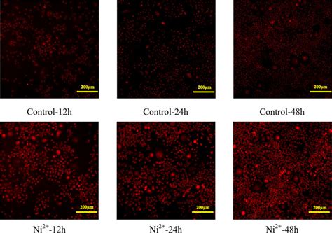 Images Of O Stained L Cells In The Control Group And The Lm