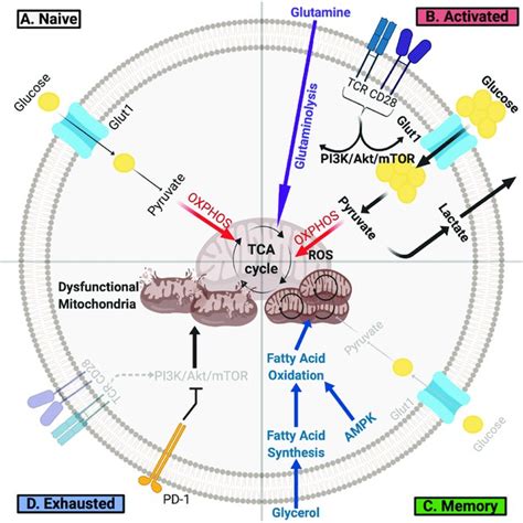 The Tumor Microenvironment As A Metabolic Barrier To Effector T Cells And Immunotherapy Elife