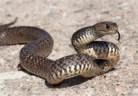 Eastern brown snake - BrisBay SnakeCatchers - Brisbane