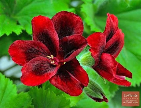 Пеларгония (Pelargonium) — описание, выращивание, фото | на LePlants.ru