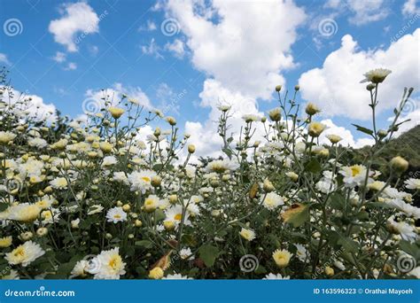 Campo De Crisantemos En El Aire Cielo Claro Y Haz De Sol Conceptos