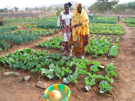 Pafao Promotion De L Agriculture Familiale En Afrique De L Ouest