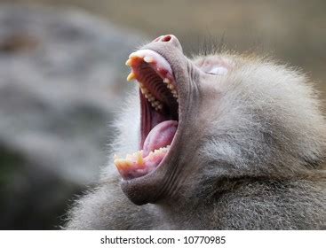 328 Monkey showing teeth Images, Stock Photos & Vectors | Shutterstock