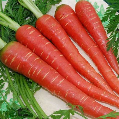 Buy Carrot Red Long Desi Vegetable Seeds Online From Nurserylive At