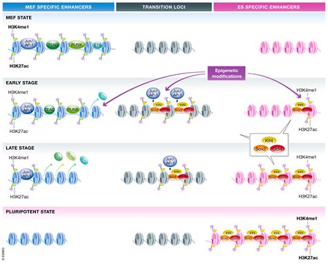 Chromatin Accessibility Dynamics During Cell Fate Reprogramming EMBO