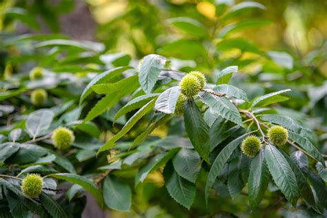 How To Identify Every Type Of Tree With Spiky Balls