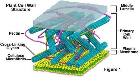 molecular expressions cell biology plant cell structure cell wall