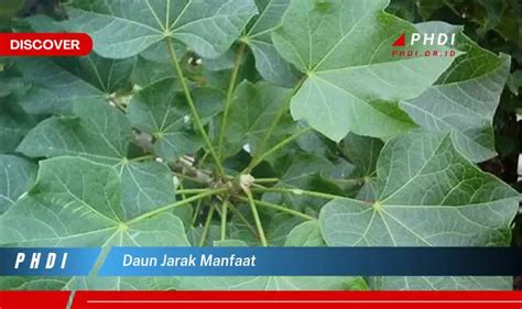 Temukan Rahasia Manfaat Daun Jarak Yang Jarang Diketahui