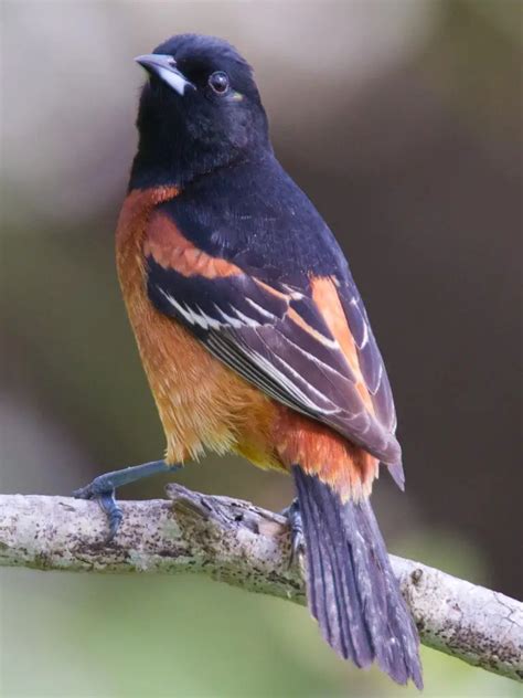 8 Types Of Orioles In North America With Pictures 2022