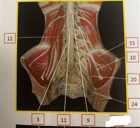 Spinal Chord Nerves Flashcards Quizlet