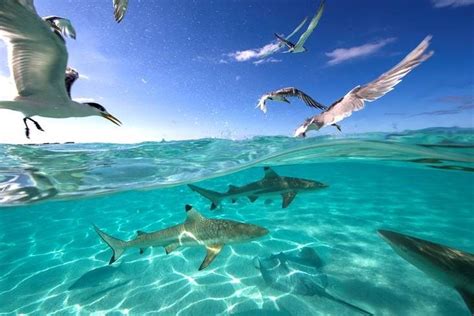 Sharks Swimming In Ocean With Seagulls