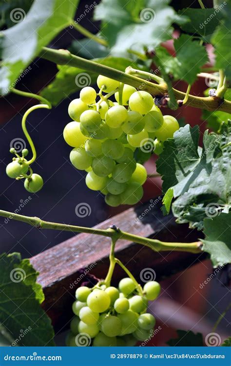 Uvas Na Videira Imagem De Stock Imagem De Jardim Redondo