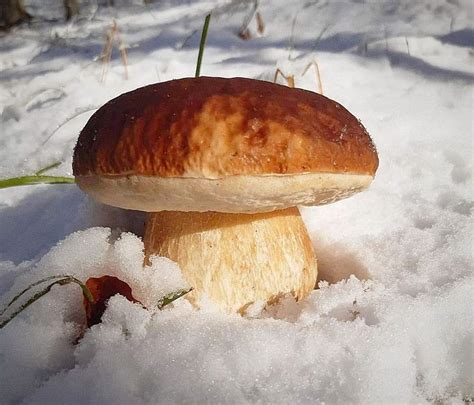 Pin Di SULISTYAWATI Su MUSHROOMS FUNGI LICHENS Funghi