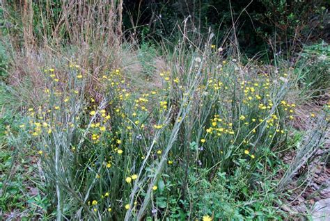 Narrowleaf Silkgrass