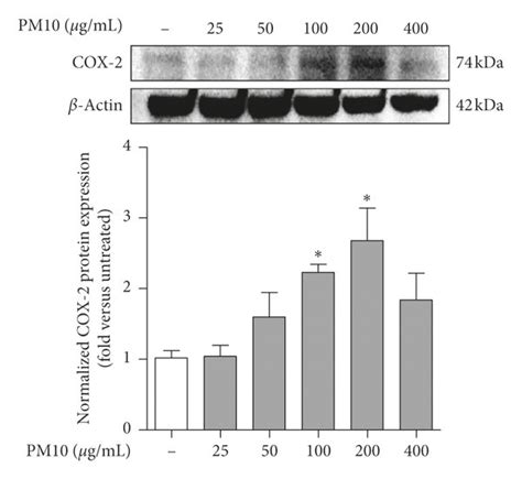 Cox Expression Level And Cell Viability In A Cells Treated With