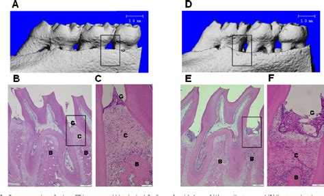 Figure 3 From Protein Expression After Gingival Injection Of MRNA