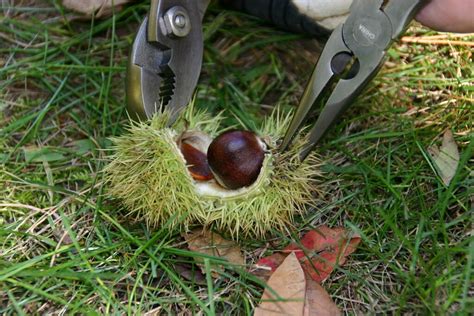 Chestnut Harvest I Helped Gerry Harvest Some Chestnuts F Flickr