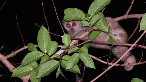 Bengal Slow Loris: Facts, Habitat, Threats | RoundGlass | Sustain