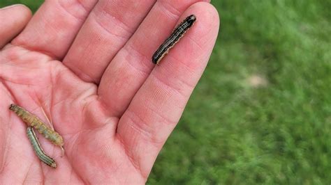 Oklahoma Farmers Report Massive Army Worm Invasion Threatening Grass