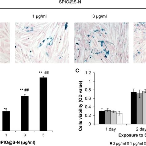 Rabbit Bm Mscs Labeled With Spio Sio Nh Nanoparticles And The Cell