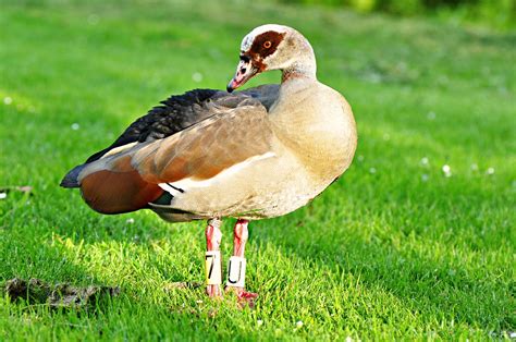 Egyptian Goose Waterfowl - Free photo on Pixabay - Pixabay